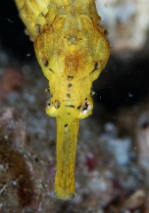 Birmanie - Mergui - 2018 - DSC02973 - Tigertail seahorse - Hippocampe a queuu tigree - Hippocampus comes